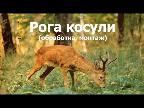 Видео: Рога косули.  Обработка . Монтаж.