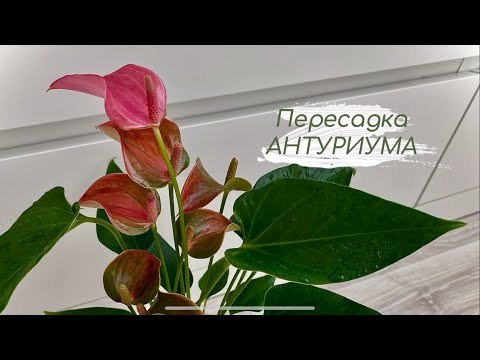 Видео: Пересадка 🪴 составляем грунт для антуриума #антуриум #грунтдляантуриума #пересадкаантуриума