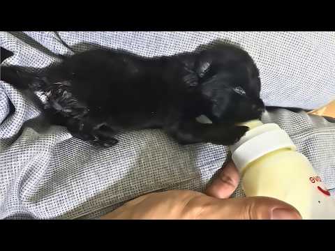 Видео: Спасены в морозную ночь при -15°C: Слабые крики брошенных щенков спасли им жизнь