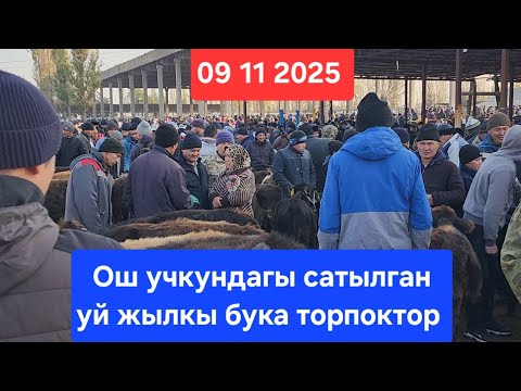 Видео: Ош Учкун мал базар 9 Ноябрь 2025 жыл Сатылган уй жылкы бука торпоктор #базар #видео #рекомендации 
