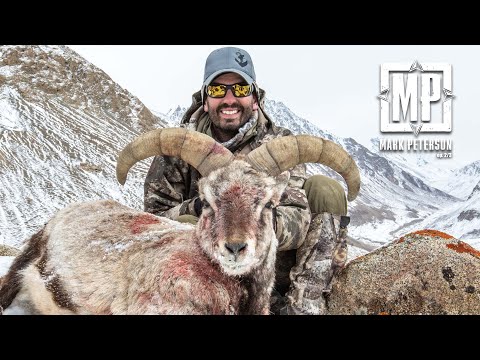 Видео: ВПЕРВЫЕ НА КИНО — Пакистанская охота на голубых баранов, Неделя овец 2022 | Mark Peterson Hunting