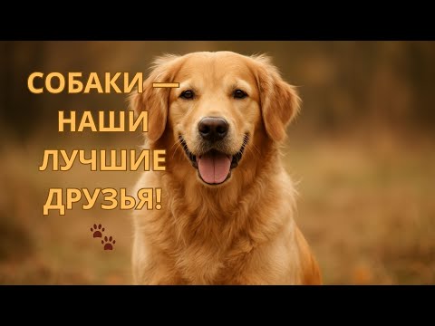 Видео: Собаки — от древних охотников до верных друзей история, тайны и невероятные факты