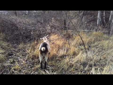 Видео: 5 лет   КОЗОВОДСТВА и не парюсь о СБЫТЕ МОЛОКА