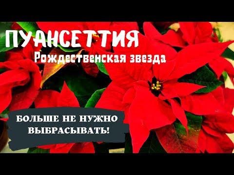 Видео: Интервью с ФАРУХОМ/ Пуансеттия КАК СОХРАНИТЬ ПОСЛЕ ПРАЗДНИКОВ???