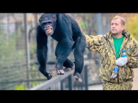 Видео: Вы ДОЛЖНЫ УВИДЕТЬ это видео! Вот так Олег Зубков не усыпляя переводит в вольер НЕ РУЧНЫХ ШИМПАНЗЕ!!!