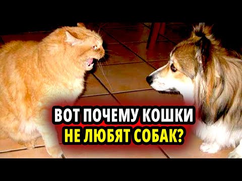 Видео: ВОТ ПОЧЕМУ КОШКИ НЕ ЛЮБЯТ СОБАК! 😾🐶