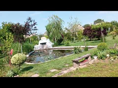 Видео: все про бересклети#бересклетивічнозелені#бересклеткрилатий#топіариізбересклетів#вічнозеленізагорожі