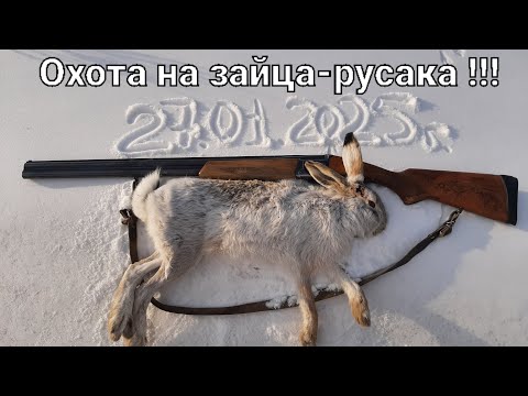 Видео: Охота на зайца-русака. "Дальний выстрел"...