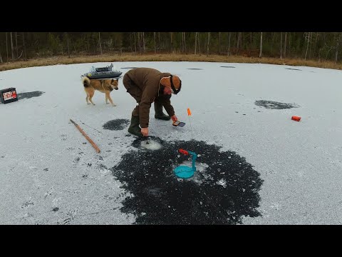 Видео: ПЕРВЫЙ ЛЁД ПЕРВЫЙ ТРОФЕЙ. РЫБАЛКА ПО ПЕРВОМУ ЛЬДУ. ХОРОШИЙ УЛОВ. РЫБАЛКА НА ДИКОЙ ЛАМБЕ. ЖЕРЛИЦЫ