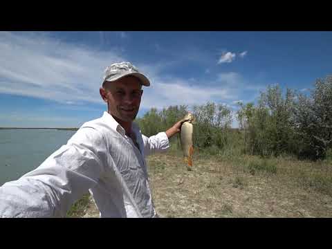 Видео: Рыбалка в Кокжиде Сазан, Сомик,Судак