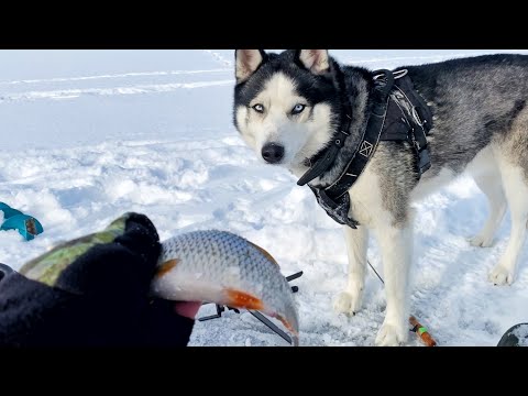 Видео: РЫБАЛКА В ГЛУХОЗИМЬЕ В ФЕВРАЛЕ | Забрался туда, куда никто не рискнул И ПОЙМАЛ |Жерлицы🔥горят!