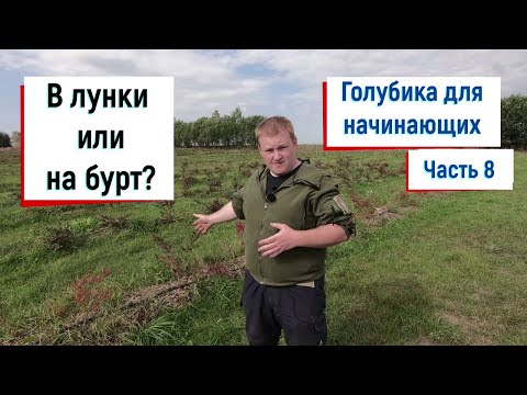 Видео: Подготовка к посадке голубики // Голубика для начинающих. Часть 8