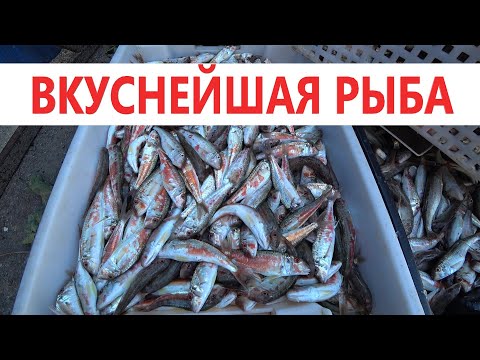 Видео: #Анапа  СВЕЖАЙШАЯ ЧЕРНОМОРСКАЯ РЫБА. ГДЕ КУПИТЬ?