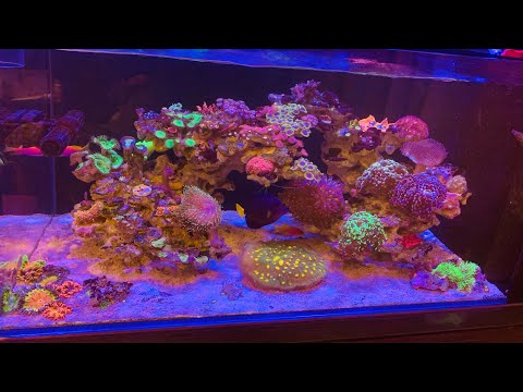 Видео: Морской аквариум Михаила.