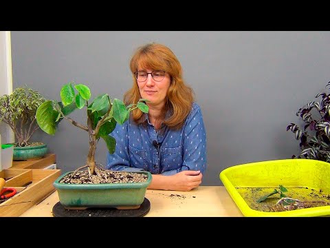 Видео: Бонсай из лимона (ч.3).