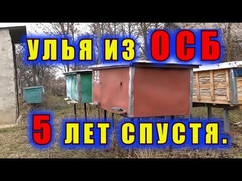 Видео: УЛЬЯ ИЗ ОСБ 5 ЛЕТ СПУСТЯ.