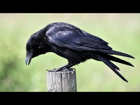 Видео: Что делать, если нашёл ворону?