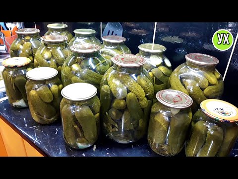 Видео: Огурцы на зиму. Большая заготовка!