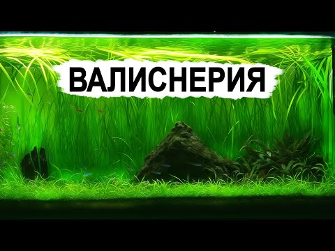 Видео: Лучшее растение для аквариума! Почему все выбирают валиснерию?