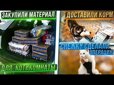 Видео: Снежка оперируем, закупаем материалы для обустройства КотиКомнаты😍 Нам пришли корм с доставкой