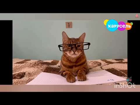 Видео: эфир kotiynet на канале Карусель