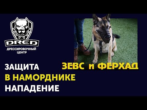 Видео: Как научить собаку охранять в наморднике | Немецкая овчарка Зевс и Ферхад | Защита хозяина | DRED