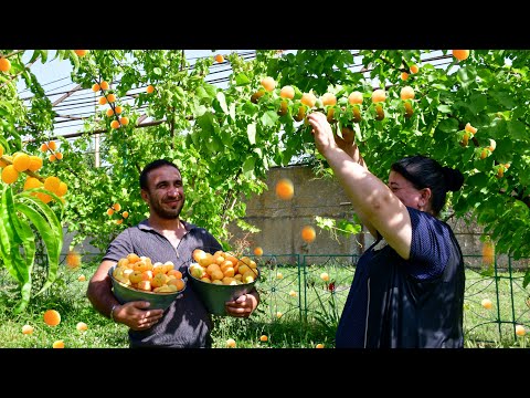 Видео: Сбор Урожая Абрикосов и Приготовление Натурального Сока и Джем на Зиму