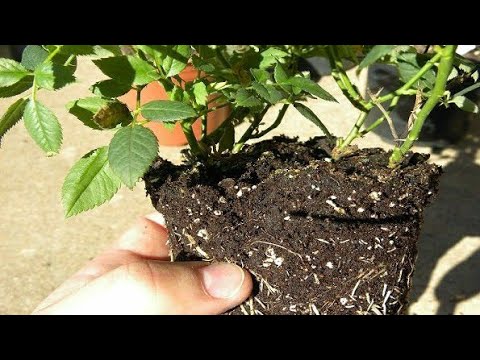 Видео: Результат осеннего черенкования роз🌹 спустя пять недель.Черенок розы Артемис укоренился.