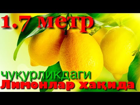 Видео: Лимон 🍋 етиштириш бўйича