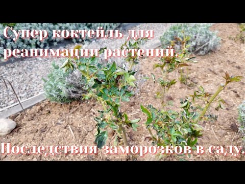 Видео: Последствия заморозков в саду. СУПЕР коктейль для реанимации растений.