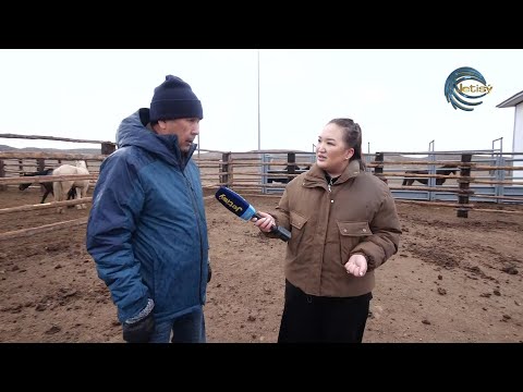 Видео: БАУЫРЖАН ОСПАНОВТЫҢ ҚОЖАЛЫҒЫ ЖЫЛҚЫ ТҰҚЫМЫН АСЫЛДАНДЫРУДА / AGROLIFE / 18.11.2022