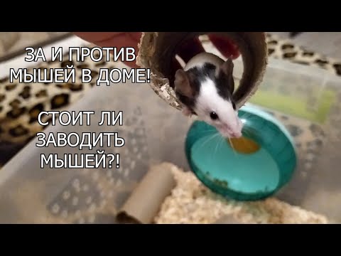 Видео: ПЛЮСЫ И МИНУСЫ МЫШЕЙ В ДОМЕ