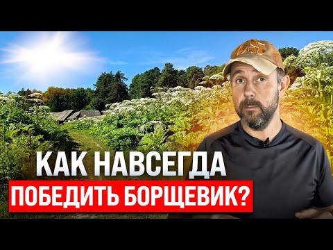 Видео: Как раз и навсегда избавиться от борщевика? Проверенные способы борьбы с сорняком