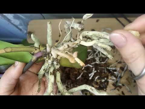 Видео: Орхидея , реанимация без химии (часть 1)