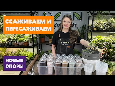 Видео: Пересадка комнатных растений » Февраль 2025