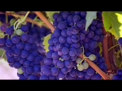 Видео: Чача из винограда. Первый перегон чачи с мезгой.