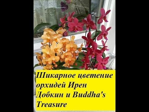 Видео: Шикарное цветение орхидей Ирен Добкин и Buddha's Treasure