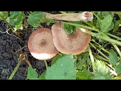 Видео: курмим кормей 2