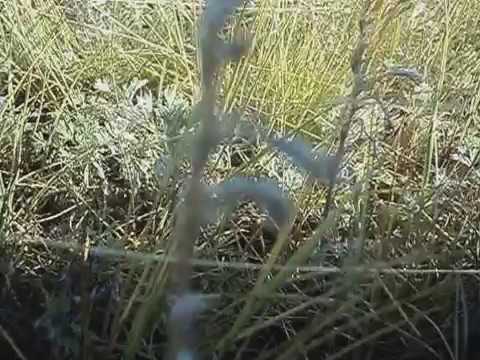 Видео: MOV00634 село Макинка.Вид с Р.У.самолета