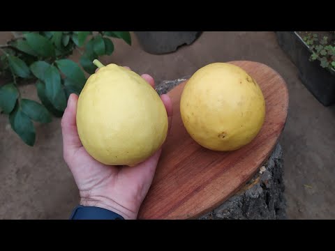 Видео: Лимон Пандероза (Citrus limon Panderosa)