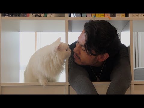 Видео: Кошки встретили незнакомца! (RUS SUB)
