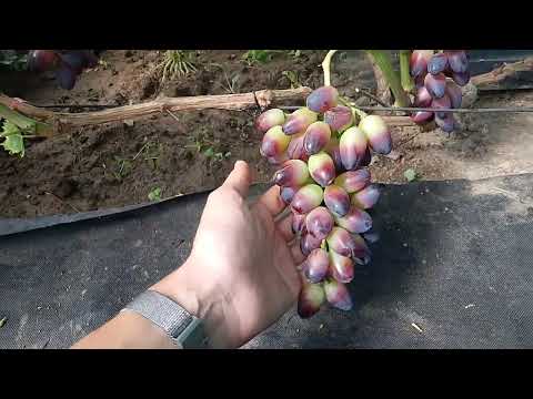 Видео: Виноград в теплице на 7 августа.