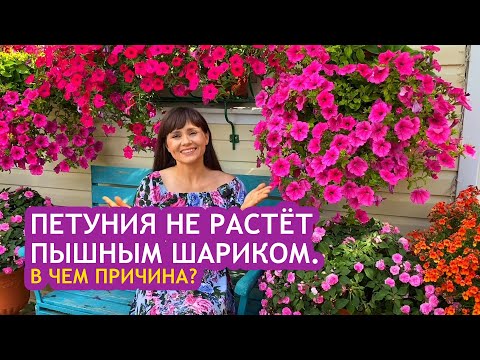 Видео: Петуния не растёт пышным шариком  В чем причина7