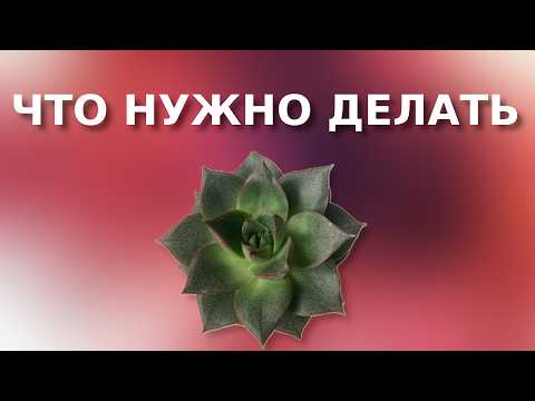 Видео: НЕ ПОКУПАЙ СУККУЛЕНТ ПОКА НЕ ПОСМОТРИШЬ ЭТО ВИДЕО!