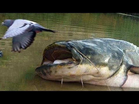 Видео: Сом — Подводный Бегемот! Охотится на голубей и нападает на людей!