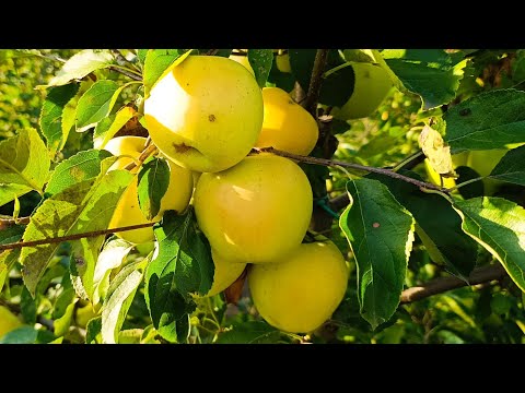 Видео: Яблоня Голден Делишес (Golden Delicious)