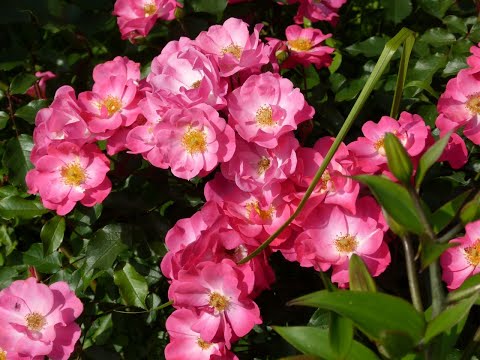 Видео: Подготовка молодых роз к зиме)! уже  пора!!!