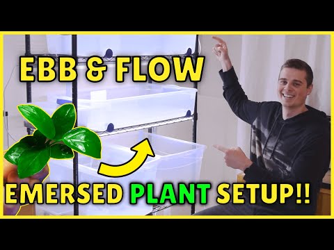 Видео: БЕЗУМНАЯ установка надводных аквариумных растений с эффектом прилива и отлива!!