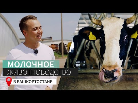 Видео: Молочное животноводство в Башкортостане | Ильнур Халитов