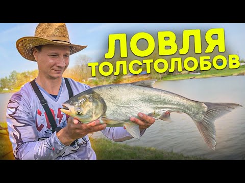 Видео: ПЕРВАЯ РЫБАЛКА НА ТОЛСТОЛОБИКА, ЛОВЛЯ НА ПОПЛАВОК весна 2022